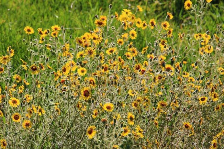 Madia elegans, Common Madia, Elegant Madia, Spring Madia, Tarweed, Drought tolerant plants, dry soil plants, heat tolerant plants, humidity tolerant plants, yellow flowers