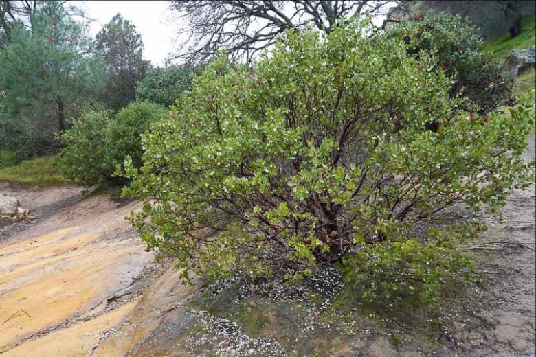 Arctostaphylos manzanita, Common Manzanita, Whiteleaf Manzanita, Big Manzanita, Manzanita, Evergreen Shrub, Hardy Shrub, Shrub with berries