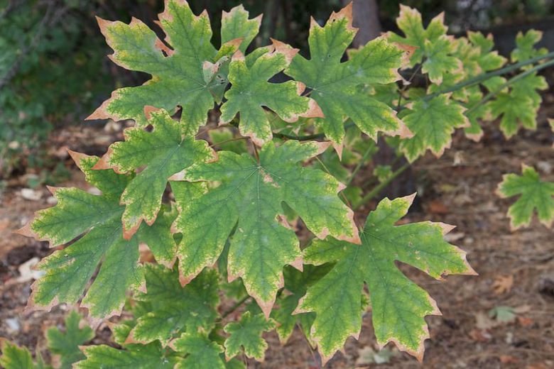 Acer macrophyllum, Bigleaf Maple, Big-leaf Maple, Oregon Maple, California Native Tree, California Native Plants