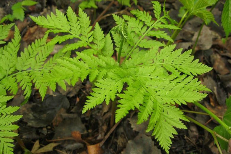 Botrychium virginianum,  Rattlesnake Fern, Botrychium virginianum ssp. europaeum, Botrychium virginianum var. europaeum, Botrypus virginianus, plants for shade, Deciduous Fern, Shade Perennial