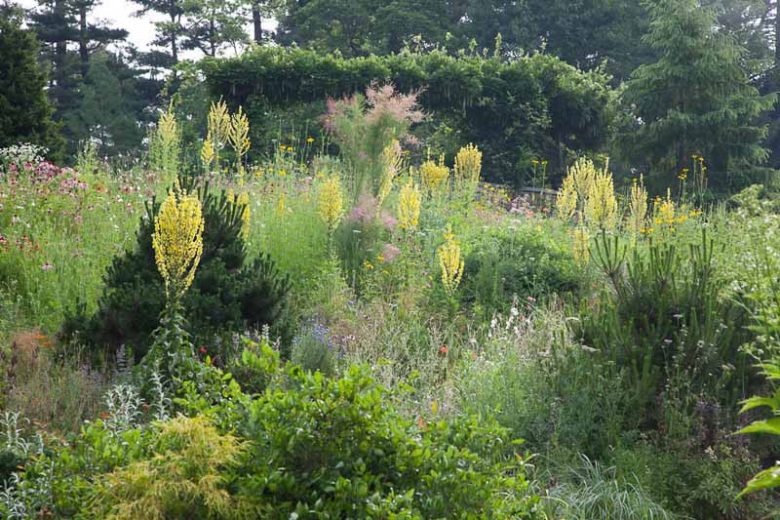 Verbascum Olympicum,Olympian Mullein, Greek Mullein,Verbascum longifolium var. pannosum,  Yellow flowers, Architectural plants, Vertical Plants, Deer Tolerant perennials,Olympic Mullein