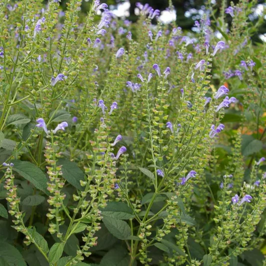 Scutellaria incana, Hoary Skullcap, Downy Skullcap, Helmet Flower