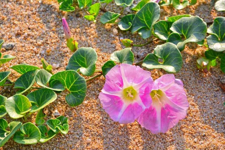 Calystegia soldanella, Beach Morning Glory, Seashore False Bindweed, Sea Bindweed, Scotch Scurvy Grass, Sea Bells, Sea Coal, Sea Foal-Foot, Convolvulus soldanella, Perennial Vine, Native Vine, Pink Flowers