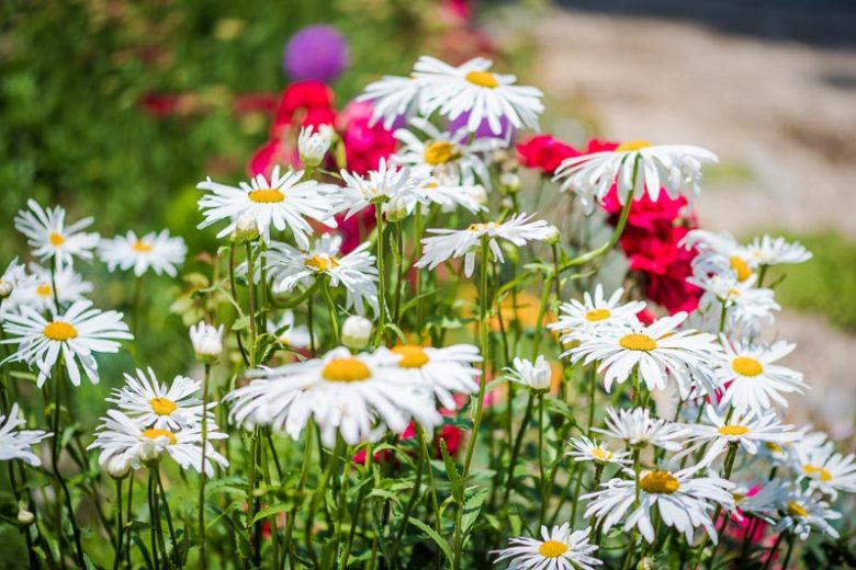 Shasta Daisy, Max Daisy, Chrysanthemum maximum, Leucanthemum maximum, Chrysanthemum superbum