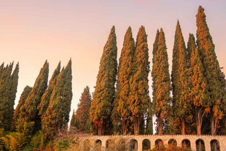 Cupressus sempervirens, Italian Cypress, Mediterranean Cypress, Evergreen Tree, Evergreen Conifer,