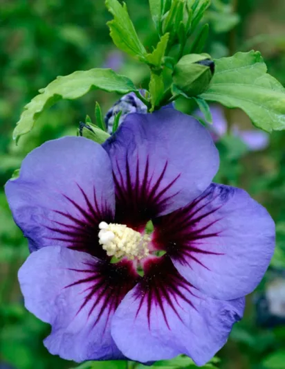 Hibiscus syriacus Ultramarine, Rose of Sharon Ultramarine, Shrub Althea Ultramarine, Flowering Shrub, Blue flowers, Blue Hibiscus