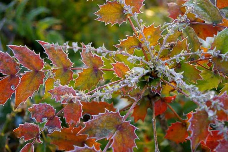 Mahonia japonica, Japanese Mahonia, Blue berries, Yellow Flowers, evergreen shrub