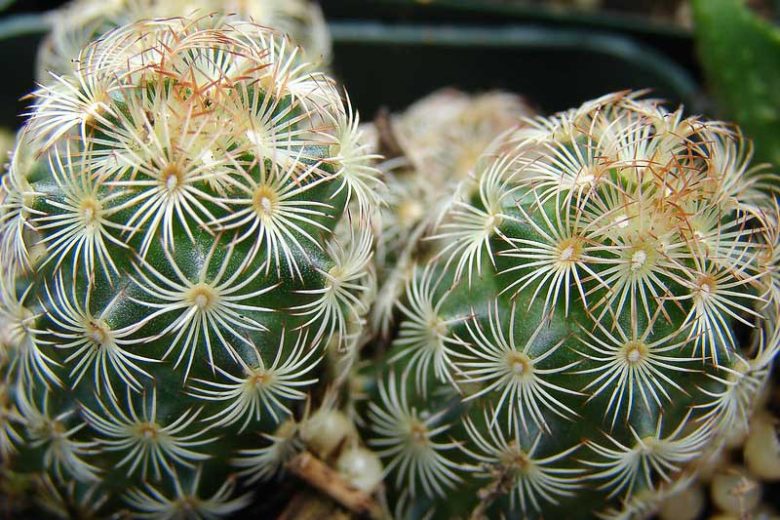 Mammillaria elongata, Lady Fingers, Golden Stars, Chilita elongata, Krainzia elongata, Leptocladia elongata, Leptocladodia elongata, Neomammillaria elongata, small Succulents, Small Cactus