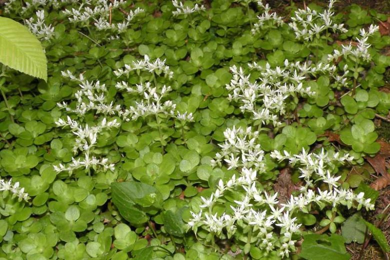 Woodland Stonecrop, Wild Stonecrop, Iceland Moss, Three-Leaved Stonecrop, Whorled Stonecrop, Clausenellia ternata