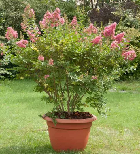 Lagerstroemia 'Comanche', Crape Myrtle 'Comanche', Crapemyrtle 'Comanche', Shrub, Pink Flowers, Pink Crape Myrtle, Lavender Flowers, Lavender Crape Myrtle, Purple Crape Myrtle, Purple Flowers