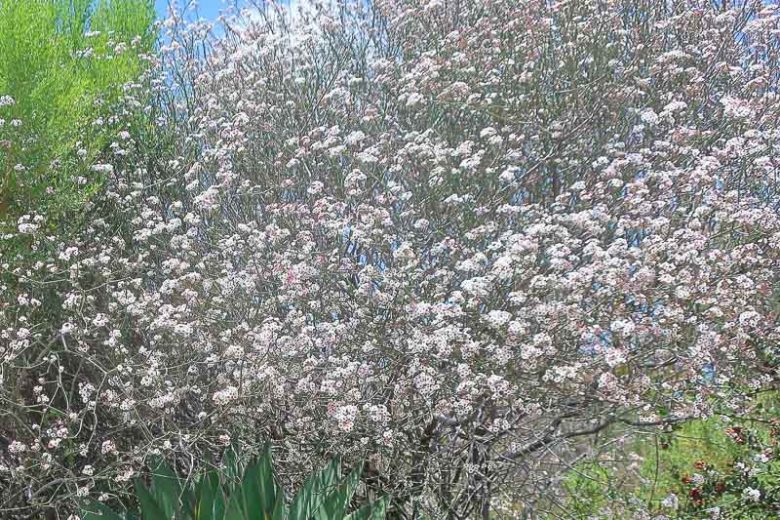 Euphorbia xanti, Baja Spurge, Aklema xanti, Euphorbia corallifera, Evergreen Spurge, Drought Tolerant Spurge, Pink Flowers