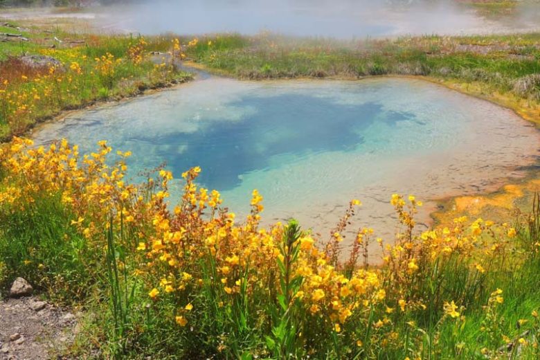 Mimulus guttatus, Yellow Monkeyflower, Golden Monkeyflower, Seep Monkeyflower, Common Monkeyflower, Mimulus langsdorffii, Mimulus luteus, Erythranthe guttata