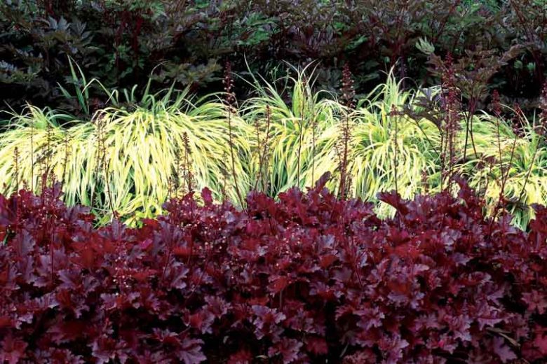 Heuchera 'Midnight Ruffles', Coral Bells 'Midnight Ruffles', Alum Root 'Midnight Ruffles', Coral Flower 'Midnight Ruffles', Shade plants, Evergreen plants, Black Heuchera, Black Coral Bells, Black Alum Root
