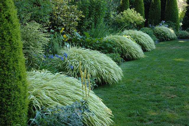 Hakonechloa Macra Aureola, Hakone Grass 'Aureola', Japanese Forest Grass 'Aureola', Shade grasses, Aureola Grass, part shade grass, full shade grass, Japanese grass, Golden Japanese Forest Grass