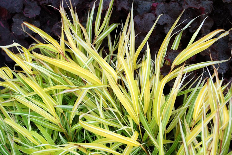 Hakonechloa Macra information Japanese Forest Grass information, Hakone Grass information, Shade grasses, Hakone Aureola,Hakone  All Gold, Hakone Nicolas, Hakone macra, Hakone Alboaurea