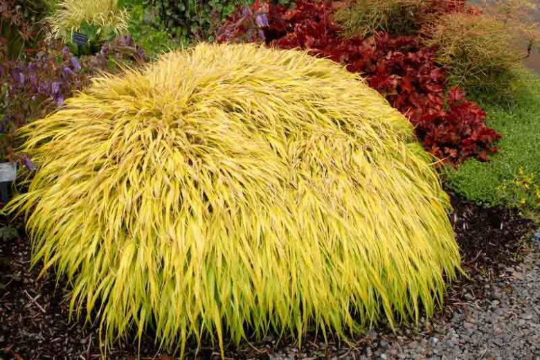 Hakonechloa Macra All Gold, Hakone Grass 'All Gold', Japanese Forest Grass 'All Gold', Shade grasses, Hakonechloa Macra All Gold, Hakone Grass 'All Gold', Japanese Forest Grass 'All Gold', Shade grasses, All Gold Grass, part shade grass, full shade grass, Japanese grass,
