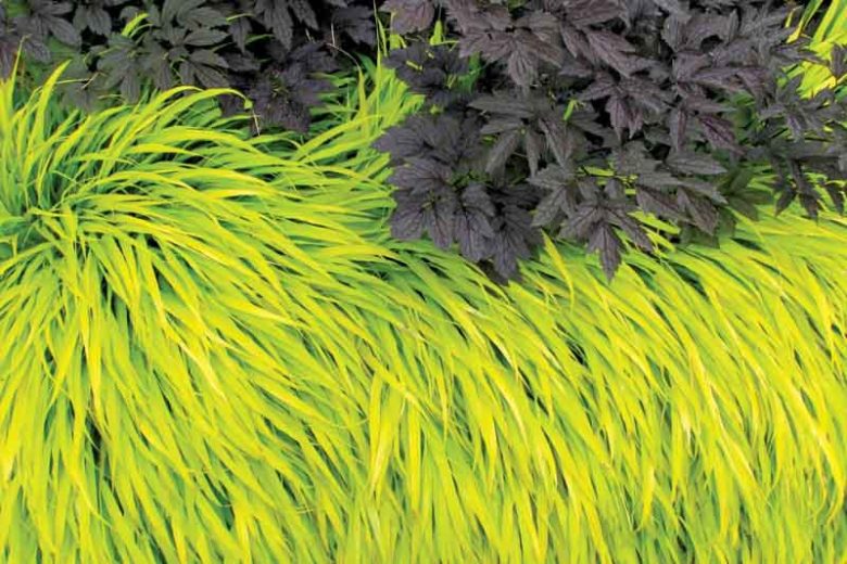 Hakonechloa Macra All Gold, Hakone Grass 'All Gold', Japanese Forest Grass 'All Gold', Shade grasses, Hakonechloa Macra All Gold, Hakone Grass 'All Gold', Japanese Forest Grass 'All Gold', Shade grasses, All Gold Grass, part shade grass, full shade grass, Japanese grass,
