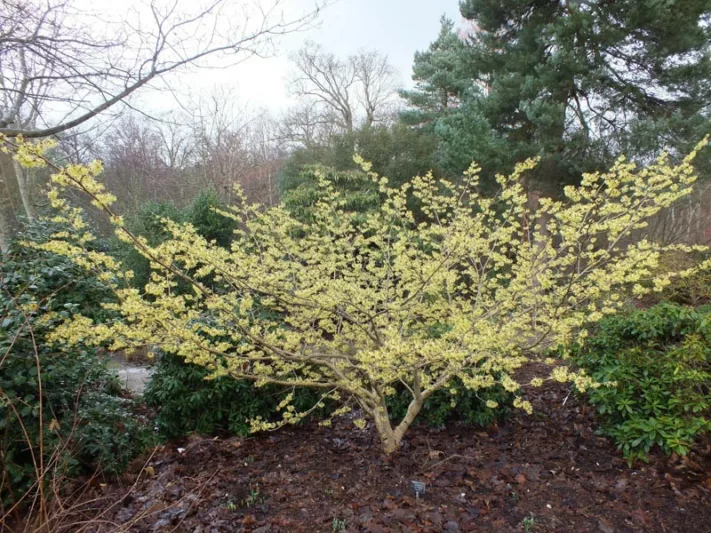Hamamelis x Intermedia 'Pallida', Witch Hazel 'Pallida', Chinese Witch Hazel 'Pallida', Hamamelis Mollis 'Pallida'