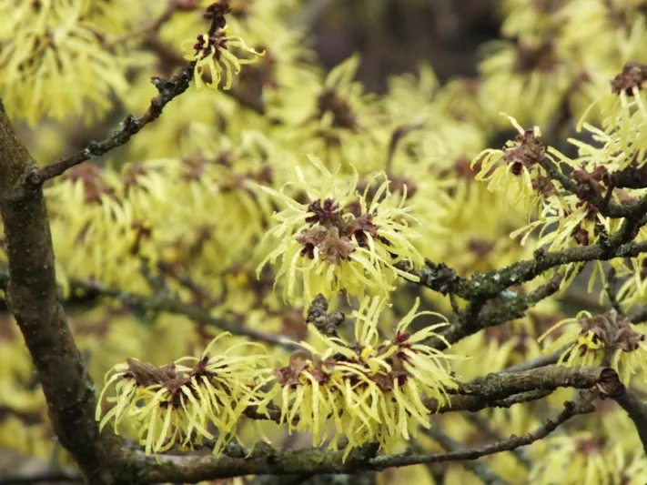 Hamamelis x Intermedia 'Pallida', Witch Hazel 'Pallida', Chinese Witch Hazel 'Pallida', Hamamelis Mollis 'Pallida'