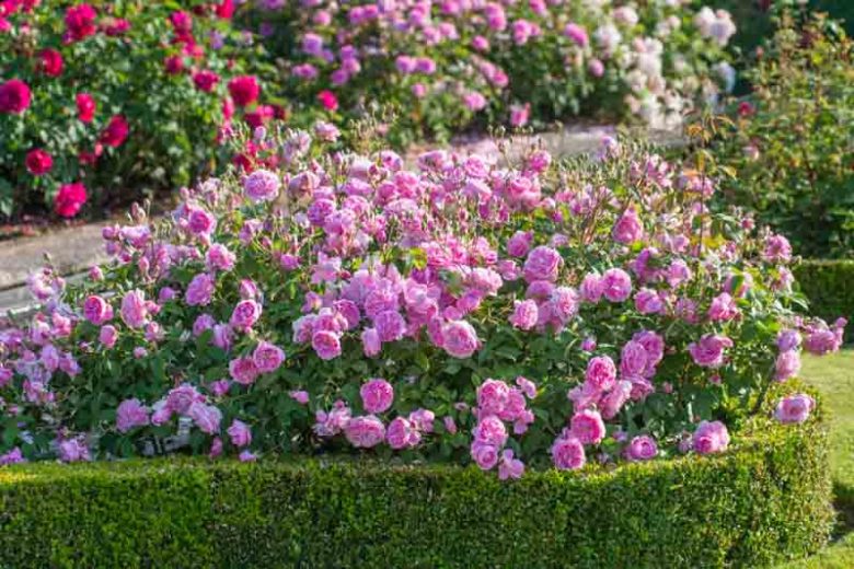 Rose Harlow Carr, Rosa 'Harlow Carr', English Rose 'Harlow Carr', David Austin Roses, English Roses, English Rose, Shrub roses, Rose Bushes, Garden Roses, pink roses