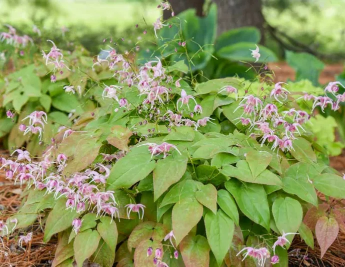 Epimedium Pretty in Pink, Barrenwort 'Pretty in Pink', Bishop's Hat 'Pretty in Pink', Bishop's Mitre 'Pretty in Pink', Fairy Wings 'Pretty in Pink', Shade Plants, Shade Perennials, Pink Flowers, Groundcovers, Ground Cover