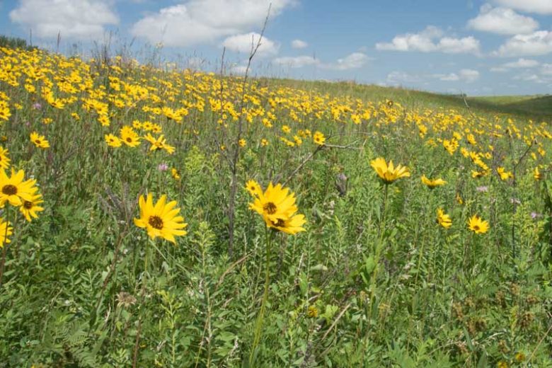 Helianthus pauciflorus, Stiff Sunflower, Prairie Sunflower, Perennial Sunflower, Perennial Helianthus, Yellow Flowers, Yellow Perennials