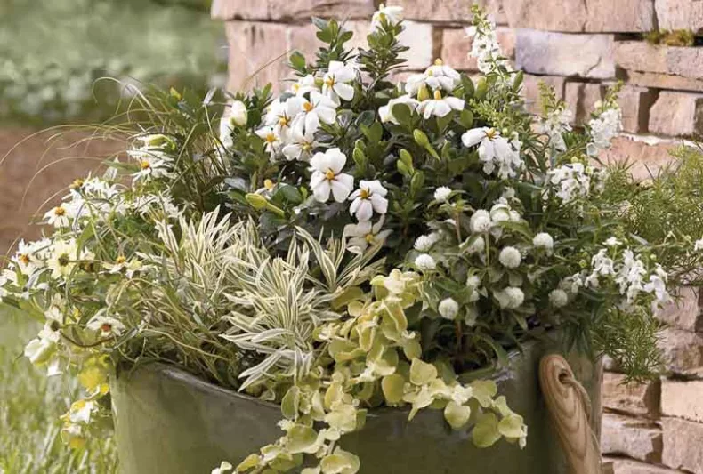 Gardenia jasminoides Heaven Scent, Cape Jasmine 'Heaven Scent', Heaven Scent Cape Jasmine, Cape Jessamine 'Heaven Scent', Hardy Gardenia, Fragrant flowers, evergreen shrub, White flowers, Fragrant flowers, evergreen shrub, White flowers