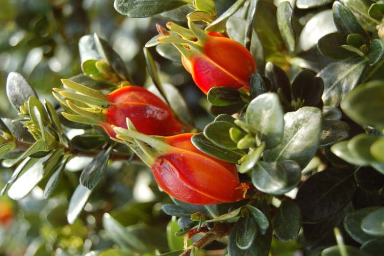 Gardenia jasminoides Heaven Scent, Cape Jasmine 'Heaven Scent', Heaven Scent Cape Jasmine, Cape Jessamine 'Heaven Scent', Hardy Gardenia, Fragrant flowers, evergreen shrub, White flowers, Fragrant flowers, evergreen shrub, White flowers