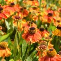 Common Sneezeweed Waltraut, False Sunflower Waltraut, Helen's Flowe Waltraut, Yellow Star Waltraut, Late summer perennial, AGM perennials