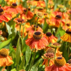 Common Sneezeweed Waltraut, False Sunflower Waltraut, Helen's Flowe Waltraut, Yellow Star Waltraut, Late summer perennial, AGM perennials