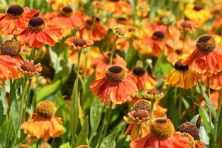 Common Sneezeweed Waltraut, False Sunflower Waltraut, Helen's Flowe Waltraut, Yellow Star Waltraut, Late summer perennial, AGM perennials