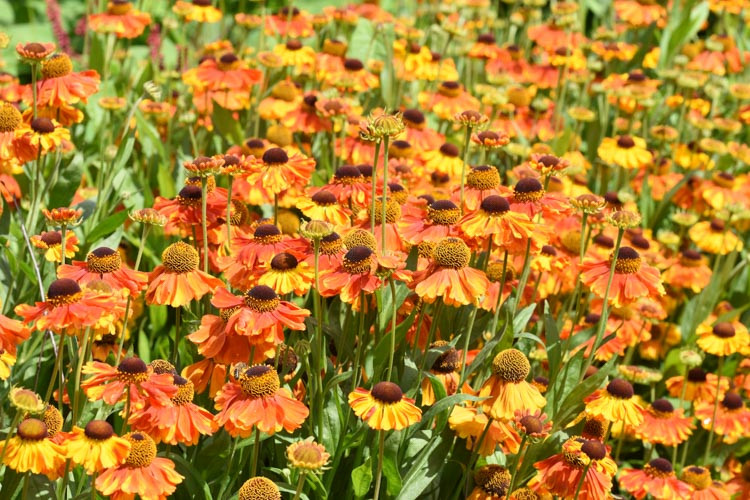 Common Sneezeweed Waltraut, False Sunflower Waltraut, Helen's Flowe Waltraut, Yellow Star Waltraut, Late summer perennial, AGM perennials