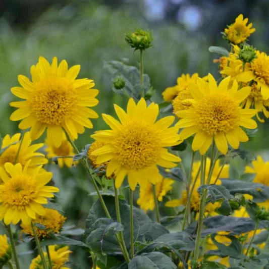 Helianthus Happy Days, Perennial Sunflower 'Happy Days', Yellow Flowers, Yellow Perennials