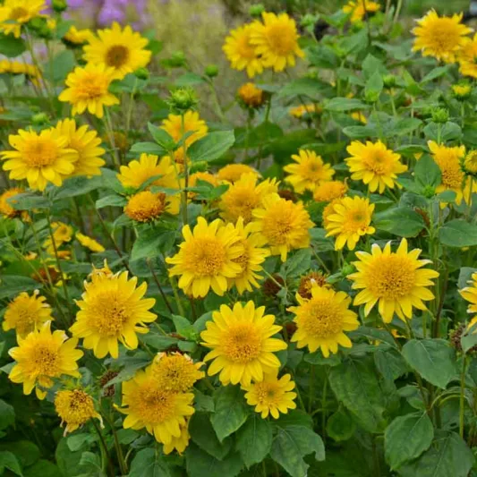 Helianthus Happy Days, Perennial Sunflower 'Happy Days', Yellow Flowers, Yellow Perennials