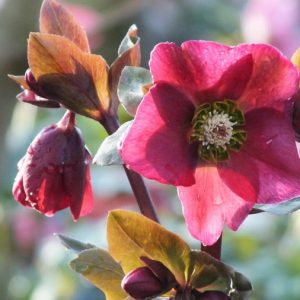 Helleborus 'Anna's Red', Anna's Red Hellebore, Hellebore Anna's Red, Red Hellebore, Single Hellebore