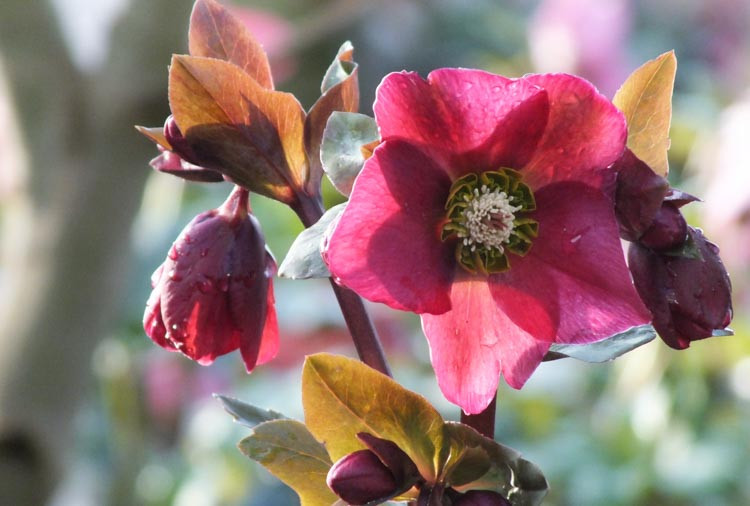 Helleborus 'Anna's Red', Anna's Red Hellebore, Hellebore Anna's Red, Red Hellebore, Single Hellebore
