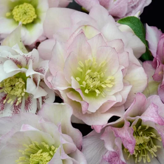 Helleborus Flower Girl, Hellebore 'Flower Girl', Lenten Rose 'Flower Girl', White Hellebore, Pink Hellebore, Double Hellebore, Double Lenten Rose