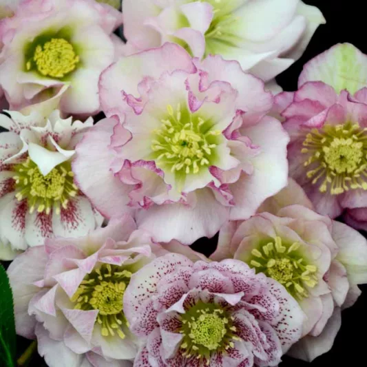 Helleborus Flower Girl, Hellebore 'Flower Girl', Lenten Rose 'Flower Girl', White Hellebore, Pink Hellebore, Double Hellebore, Double Lenten Rose