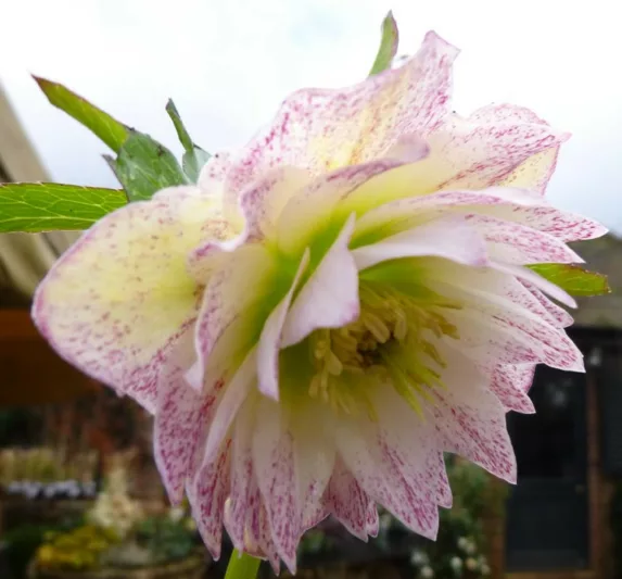 Helleborus × Hybridus 'Harvington Double White', Hellebore 'Harvington Double White', Lenten Rose 'Harvington Double White', White Hellebore, Double Hellebore