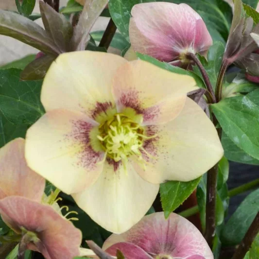 Helleborus Sandy Shores, Hellebore 'Sandy Shores', Lenten Rose 'Sandy Shores', Apricot Hellebore, Pink Hellebore, Single Hellebore, Single Lenten Rose