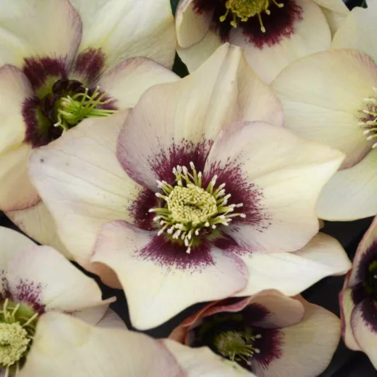 Helleborus Sandy Shores, Hellebore 'Sandy Shores', Lenten Rose 'Sandy Shores', Apricot Hellebore, Pink Hellebore, Single Hellebore, Single Lenten Rose