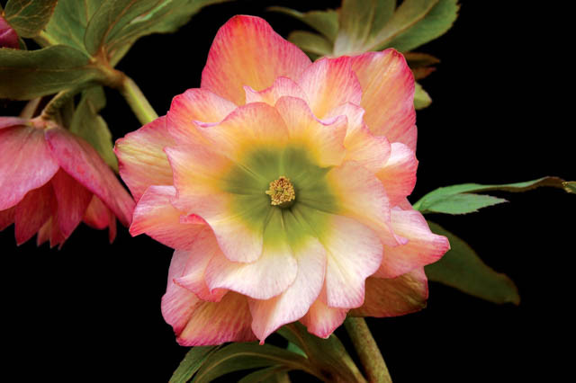 Helleborus Winter Jewels 'Amber Gem',Hellebore 'Amber Gem', Lenten Rose 'Amber Gem', Hellebores Winter Series, Apricot Hellebore, Double Hellebore