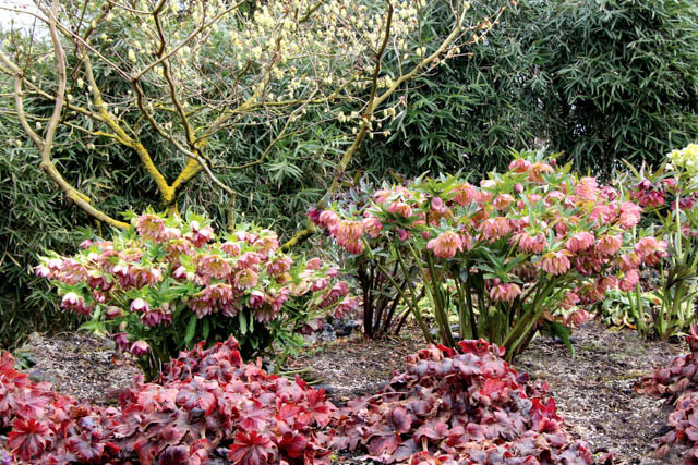 Helleborus Winter Jewels 'Amber Gem',Hellebore 'Amber Gem', Lenten Rose 'Amber Gem', Hellebores Winter Series, Apricot Hellebore, Double Hellebore