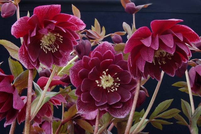 Helleborus Winter Jewels 'Amethyst Gem',Hellebore 'Amethyst Gem', Lenten Rose 'Amethyst Gem', Helleborus x hybridus 'Amethyst Gem', Hellebores Winter Series, purple Hellebore, Double Hellebore