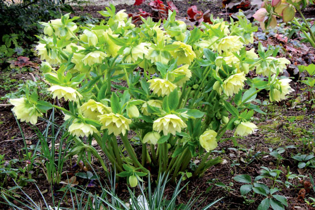 Helleborus Winter Jewels 'Golden Lotus'',Hellebore 'Golden Lotus', Lenten Rose 'Golden Lotus', Helleborus x hybridus 'Golden Lotus', Hellebores Winter Series, yellow Hellebore, Double Hellebore