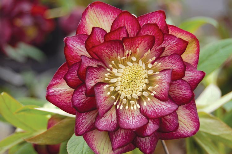 Helleborus Winter Jewels 'Harlequin Gem',Hellebore 'Harlequin Gem', Lenten Rose 'Harlequin Gem', Helleborus x hybridus Harlequin Gem, Hellebores Winter Series, purple Hellebore, Double Hellebore, red Hellebore