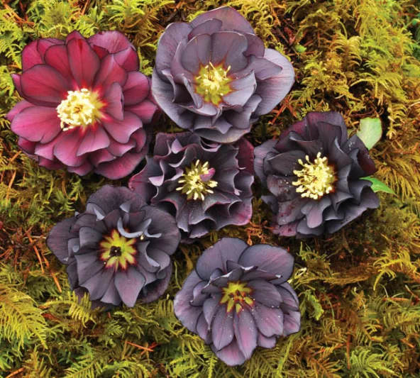 Helleborus Winter Jewels 'Onyx Odyssey',Hellebore 'Onyx Odyssey', Lenten Rose 'Onyx Odyssey', Helleborus x hybridus 'Onyx Odyssey', Hellebores Winter Series, Black Hellebore, Dark Hellebores, Purple Hellebores, Double Hellebores