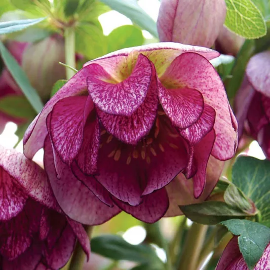 Helleborus Winter Jewels 'Peppermint Ice',Hellebore 'Peppermint Ice', Lenten Rose 'Peppermint Ice', Helleborus x hybridus 'Peppermint Ice', Hellebores Winter Series, Pink Hellebore, Bicolor Hellebores, Double Hellebores