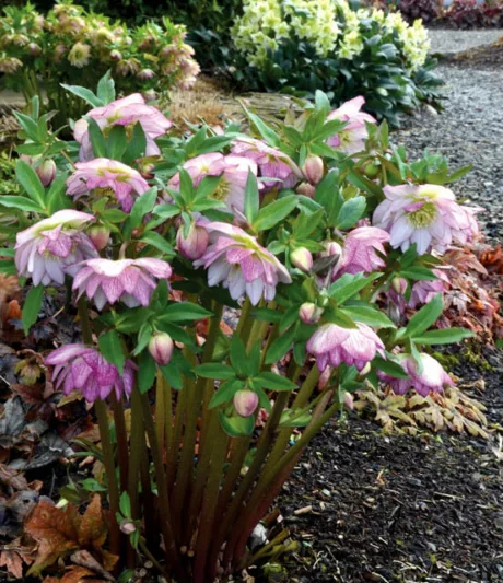 Helleborus Winter Jewels 'Peppermint Ice',Hellebore 'Peppermint Ice', Lenten Rose 'Peppermint Ice', Helleborus x hybridus 'Peppermint Ice', Hellebores Winter Series, Pink Hellebore, Bicolor Hellebores, Double Hellebores