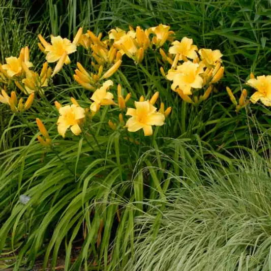 Hemerocallis 'Mary Todd', Daylily 'Mary Todd', Day Lily 'Mary Todd', 'Mary Todd Daylily, daylilies, Daylily, Day Lilies, yellow flowers, yellow day lily, yellow Daylily, Hemerocallidace